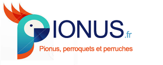 Pionus.fr, pionus, perroquets et perruches